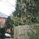 Click image for larger version. 

Name:	Hazel catkins.JPG 
Views:	358 
Size:	324.9 KB 
ID:	16818