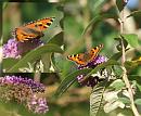 Click image for larger version. 

Name:	SH7263 -090813-2-Small Tortoiseshell male - Aglais urticae.jpg 
Views:	135 
Size:	367.2 KB 
ID:	11098