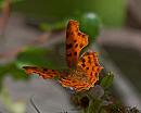 Click image for larger version. 

Name:	Male Comma IMG_0052 copy.jpg 
Views:	174 
Size:	417.1 KB 
ID:	14847