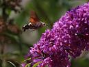 Click image for larger version. 

Name:	Hummingbird_hawk_moth_P7309041.jpg 
Views:	6151 
Size:	201.8 KB 
ID:	17807