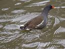 Click image for larger version. 

Name:	SH8958 -0912 02-Moorhen-Gallinula_chloropus.jpg 
Views:	160 
Size:	290.9 KB 
ID:	12016