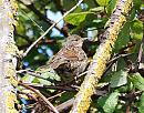 Click image for larger version. 

Name:	Dunnock.jpg 
Views:	203 
Size:	278.6 KB 
ID:	10869