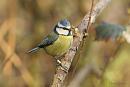 Click image for larger version. 

Name:	Blue-tit 1.jpg 
Views:	197 
Size:	157.1 KB 
ID:	18648