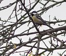 Click image for larger version. 

Name:	SH6614 -0910 27-Great Tit-Parus_major.jpg 
Views:	155 
Size:	296.2 KB 
ID:	11732