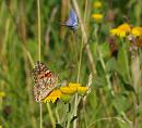 Click image for larger version. 

Name:	SH8558 -0908 16-Small_blue-Cupido_ minimus-Painted_Lady-Vanessa_cardui.jpg 
Views:	194 
Size:	327.1 KB 
ID:	11425