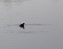 Click image for larger version. 

Name:	LIttle Grebe - big ring.JPG 
Views:	352 
Size:	383.2 KB 
ID:	16929