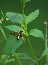 Click image for larger version. 

Name:	SH8176 -0908 16-Common_Sawfly- looks similar Tenthredo_scrophulariae.jpg 
Views:	265 
Size:	277.2 KB 
ID:	11161