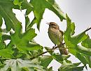 Click image for larger version. 

Name:	Willow Warbler )Phylloscopus trochilus) DSC_0028.jpg 
Views:	205 
Size:	114.1 KB 
ID:	14977