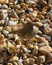 Click image for larger version. 

Name:	Rock Pipit.JPG 
Views:	213 
Size:	559.1 KB 
ID:	16746