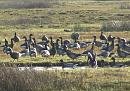 Click image for larger version. 

Name:	02.  Brent Geese at Stanpit.jpg 
Views:	530 
Size:	404.8 KB 
ID:	18254