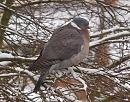 Click image for larger version. 

Name:	wood_pigeon_P2022104.jpg 
Views:	292 
Size:	352.9 KB 
ID:	8163
