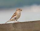Click image for larger version. 

Name:	House Sparrow (Passer domesticus) DSC_0011.jpg 
Views:	246 
Size:	73.4 KB 
ID:	15184