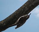 Click image for larger version. 

Name:	Treecreeper (Certhia familiaris) DSC_0025.jpg 
Views:	131 
Size:	95.0 KB 
ID:	13644