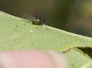 Click image for larger version. 

Name:	SH9600 -1006 17-Aphid.jpg 
Views:	150 
Size:	264.5 KB 
ID:	14174