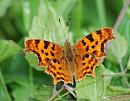 Click image for larger version. 

Name:	Comma (Polygonia c-album) DSC_0037.jpg 
Views:	158 
Size:	107.7 KB 
ID:	14639