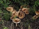 Click image for larger version. 

Name:	mushrooms_P8155692.jpg 
Views:	190 
Size:	436.4 KB 
ID:	15506