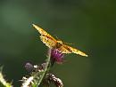Click image for larger version. 

Name:	silver_washed_fritillary_P7257920.jpg 
Views:	158 
Size:	85.0 KB 
ID:	10720