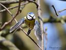 Click image for larger version. 

Name:	Blue tit.jpg 
Views:	151 
Size:	55.2 KB 
ID:	19651
