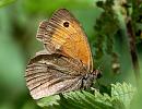 Click image for larger version. 

Name:	Meadow Brown.jpg 
Views:	818 
Size:	110.3 KB 
ID:	851