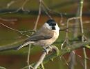 Click image for larger version. 

Name:	willowtit.jpg 
Views:	162 
Size:	96.7 KB 
ID:	3036