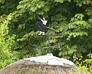 Click image for larger version. 

Name:	wargrave_weather_vane.jpg 
Views:	773 
Size:	170.6 KB 
ID:	5716