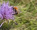 Click image for larger version. 

Name:	Carder Bumble bee.jpg 
Views:	270 
Size:	52.2 KB 
ID:	10936
