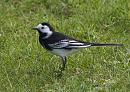 Click image for larger version. 

Name:	SH0389 -1004 11 -Pied Wagtail-Motacilla_alba.jpg 
Views:	148 
Size:	318.1 KB 
ID:	13389