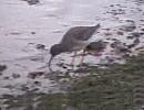 Click image for larger version. 

Name:	Redshank sml.jpg 
Views:	153 
Size:	38.9 KB 
ID:	6624