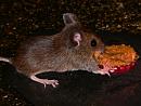 Click image for larger version. 

Name:	woodmouse.jpg 
Views:	156 
Size:	458.7 KB 
ID:	7031