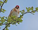 Click image for larger version. 

Name:	Goldfinch (Carduelis carduelis) DSC_0047.jpg 
Views:	233 
Size:	102.0 KB 
ID:	13667