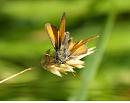 Click image for larger version. 

Name:	small_skipper_front_1.jpg 
Views:	205 
Size:	142.1 KB 
ID:	5783