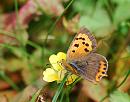 Click image for larger version. 

Name:	Small Copper(Lycaena phlaeas) DSC_0028.jpg 
Views:	178 
Size:	87.8 KB 
ID:	15187