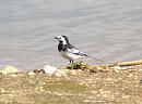 Click image for larger version. 

Name:	Pied_wagtail_1.jpg 
Views:	199 
Size:	140.4 KB 
ID:	4088