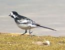 Click image for larger version. 

Name:	Pied_wagtail_2.jpg 
Views:	195 
Size:	80.7 KB 
ID:	4089