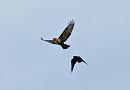 Click image for larger version. 

Name:	Buzzard and crow 2b.jpg 
Views:	361 
Size:	289.7 KB 
ID:	18611