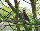 Click image for larger version. 

Name:	Song Thrush (Turdus philomelos)  DSC_0157.jpg 
Views:	148 
Size:	134.5 KB 
ID:	13946