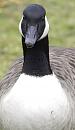 Click image for larger version. 

Name:	SH9113 -0412 09-Canada_Goose.jpg 
Views:	262 
Size:	309.7 KB 
ID:	12059