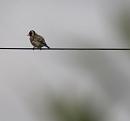 Click image for larger version. 

Name:	SH8768 -1006 11-Goldfinch-Carduelis_carduelis.jpg 
Views:	192 
Size:	181.5 KB 
ID:	14075