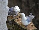 Click image for larger version. 

Name:	fulmars_P8275932.jpg 
Views:	356 
Size:	117.6 KB 
ID:	15784