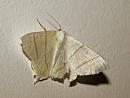 Click image for larger version. 

Name:	swallow_tailed_moth_P7133931.jpg 
Views:	166 
Size:	655.5 KB 
ID:	14935