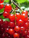 Click image for larger version. 

Name:	Red Currants 5043 - SHRUNK.jpg 
Views:	165 
Size:	123.3 KB 
ID:	1364