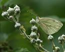 Click image for larger version. 

Name:	SH0643 -090721-Green Veined White - second generation female -Pieris_napi - 2.jpg 
Views:	138 
Size:	372.0 KB 
ID:	13861