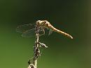 Click image for larger version. 

Name:	red-veined_darter__P7257915.jpg 
Views:	131 
Size:	155.7 KB 
ID:	10708