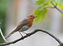 Click image for larger version. 

Name:	Robin (Erithacus rubecula),  DSC_0065.jpg 
Views:	123 
Size:	65.1 KB 
ID:	13641