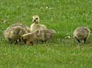 Click image for larger version. 

Name:	geese3.jpg 
Views:	233 
Size:	424.5 KB 
ID:	314