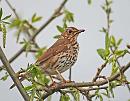 Click image for larger version. 

Name:	Song Thrush (Turdus philomelos) DSC_0240.jpg 
Views:	160 
Size:	111.8 KB 
ID:	13660
