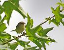 Click image for larger version. 

Name:	( 0Willow Warbler Phylloscopus trochilusD SC_0024.jpg 
Views:	192 
Size:	97.9 KB 
ID:	14975