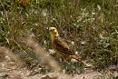 Click image for larger version. 

Name:	Yellow Hammer Combe Gibbet IMG_0010_edited-2.jpg 
Views:	434 
Size:	525.6 KB 
ID:	15088