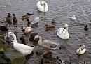 Click image for larger version. 

Name:	Strange Ducks and Geese on the Doon.jpg 
Views:	352 
Size:	153.7 KB 
ID:	18785