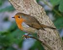 Click image for larger version. 

Name:	Robin DSC_0154.JPG 
Views:	163 
Size:	113.1 KB 
ID:	6998